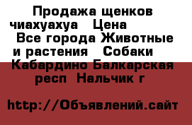 Продажа щенков чиахуахуа › Цена ­ 12 000 - Все города Животные и растения » Собаки   . Кабардино-Балкарская респ.,Нальчик г.